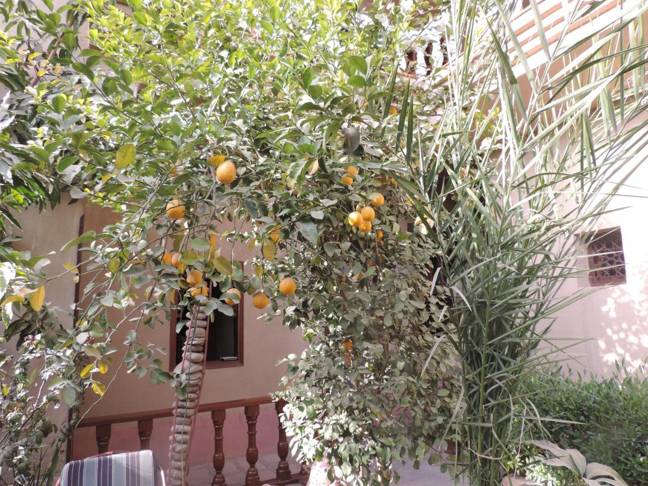 Villa Nile House לוקסור מראה חיצוני תמונה